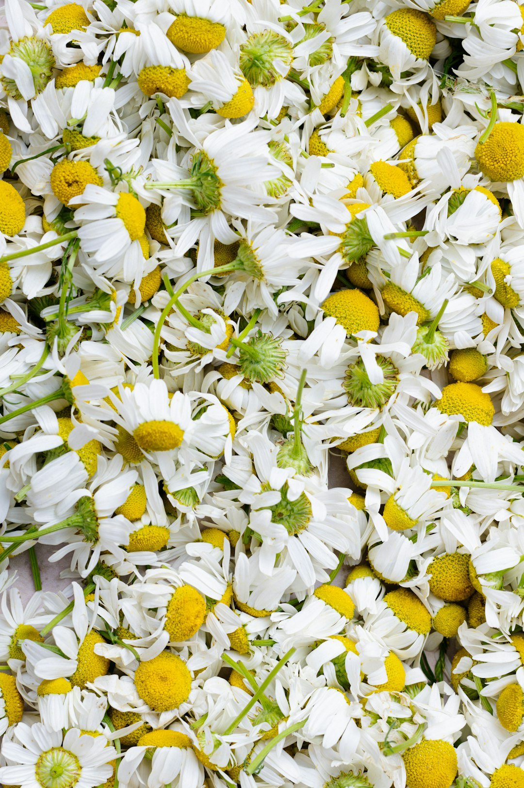 Camomile flowers